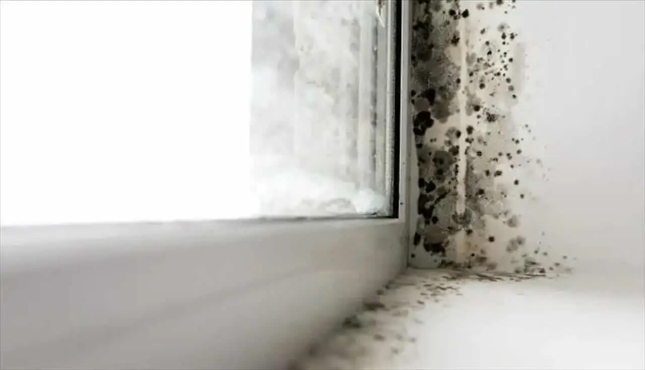 Immagine selezionata